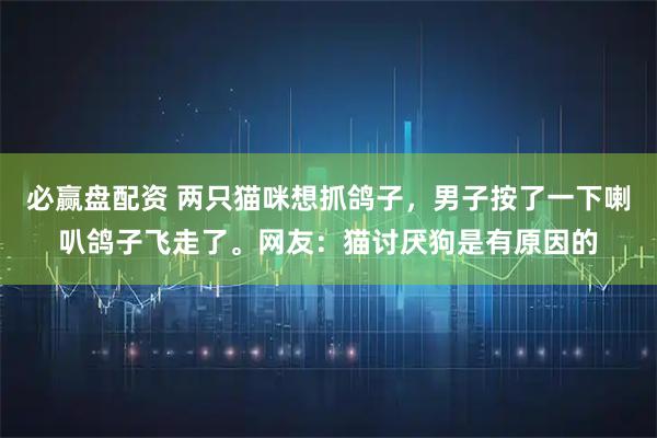 必赢盘配资 两只猫咪想抓鸽子，男子按了一下喇叭鸽子飞走了。网友：猫讨厌狗是有原因的